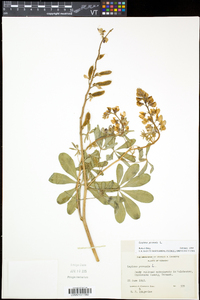 Lupinus perennis subsp. perennis image