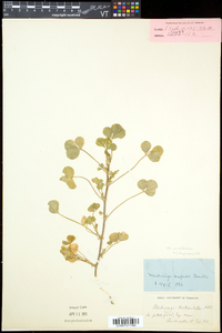 Medicago arabica image