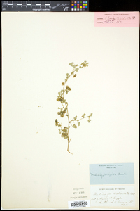 Medicago polymorpha image