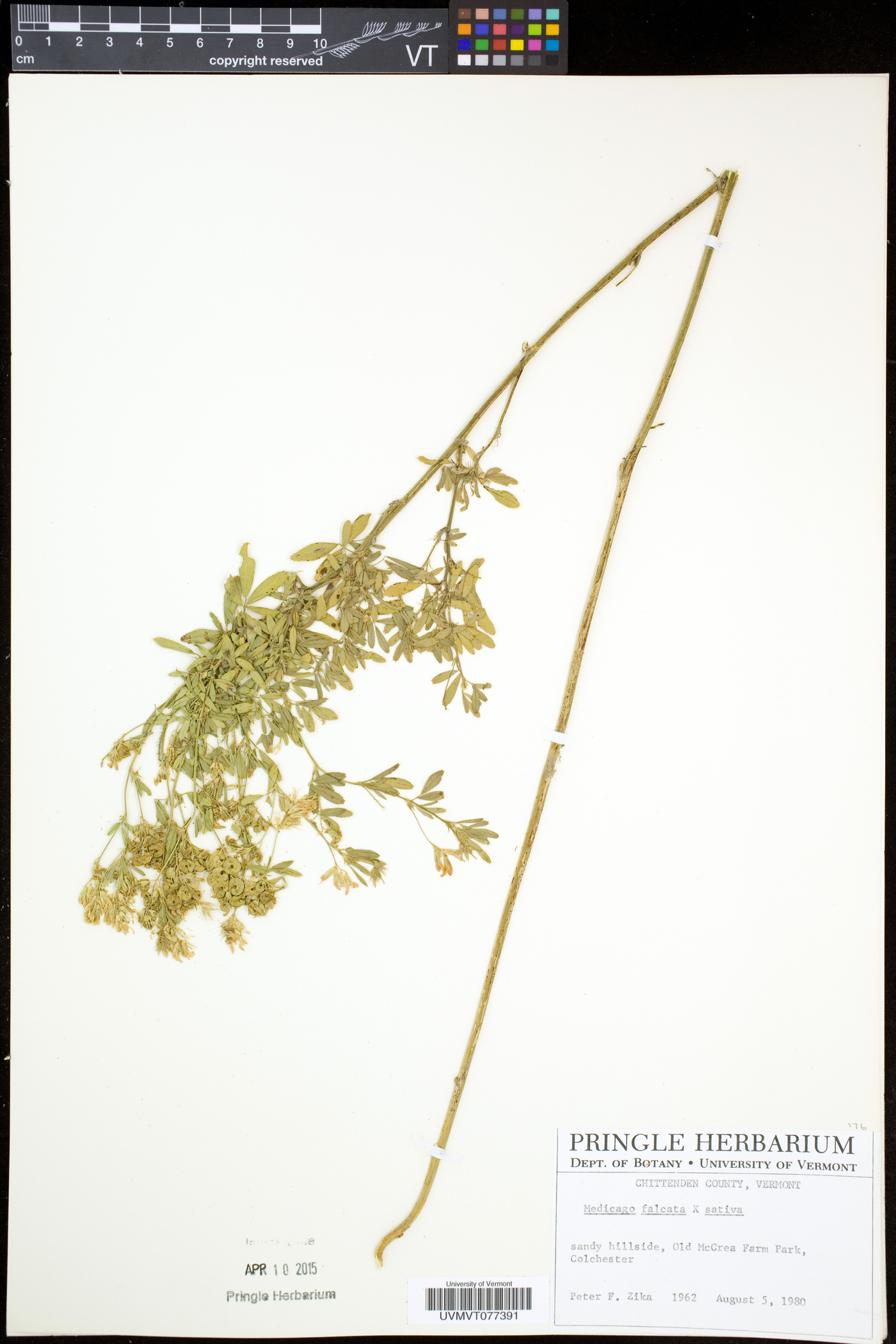 Medicago falcata image