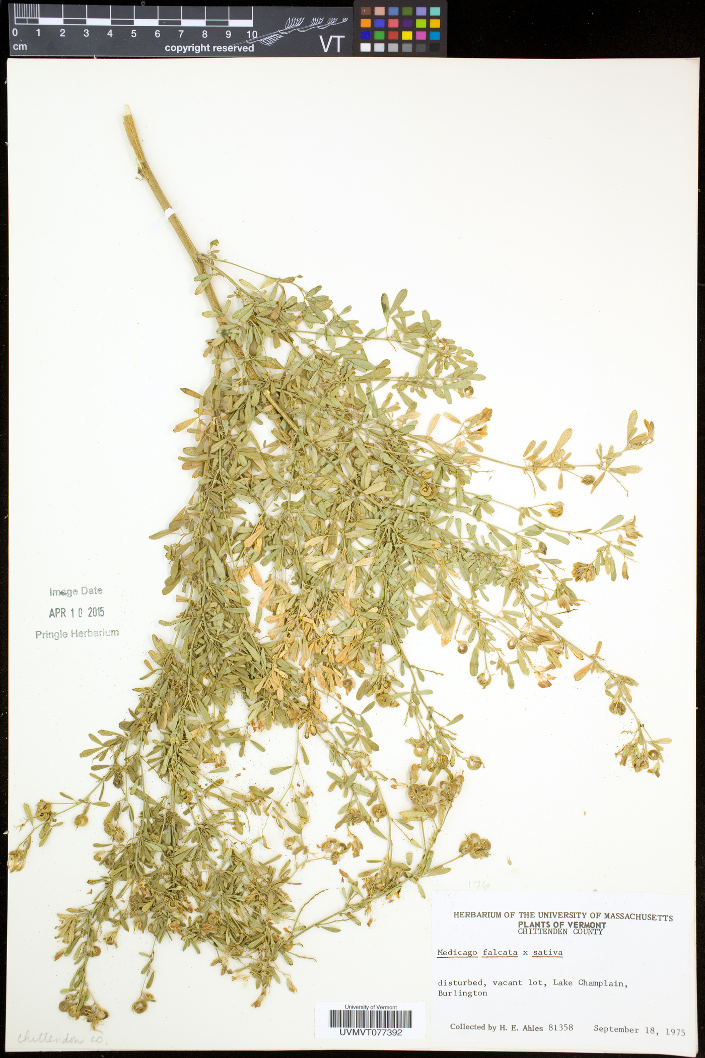 Medicago falcata image