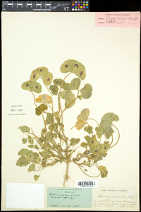 Medicago arabica image