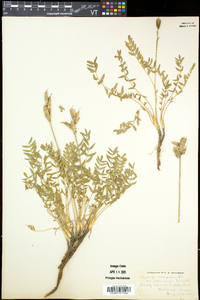 Oxytropis campestris image