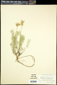 Oxytropis campestris image