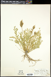 Oxytropis campestris var. johannensis image