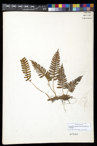 Polypodium appalachianum image