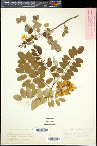 Robinia viscosa var. viscosa image