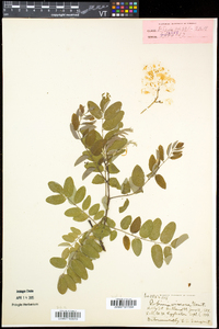 Robinia viscosa image