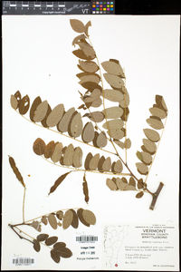 Robinia viscosa image