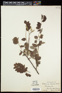 Robinia viscosa var. viscosa image