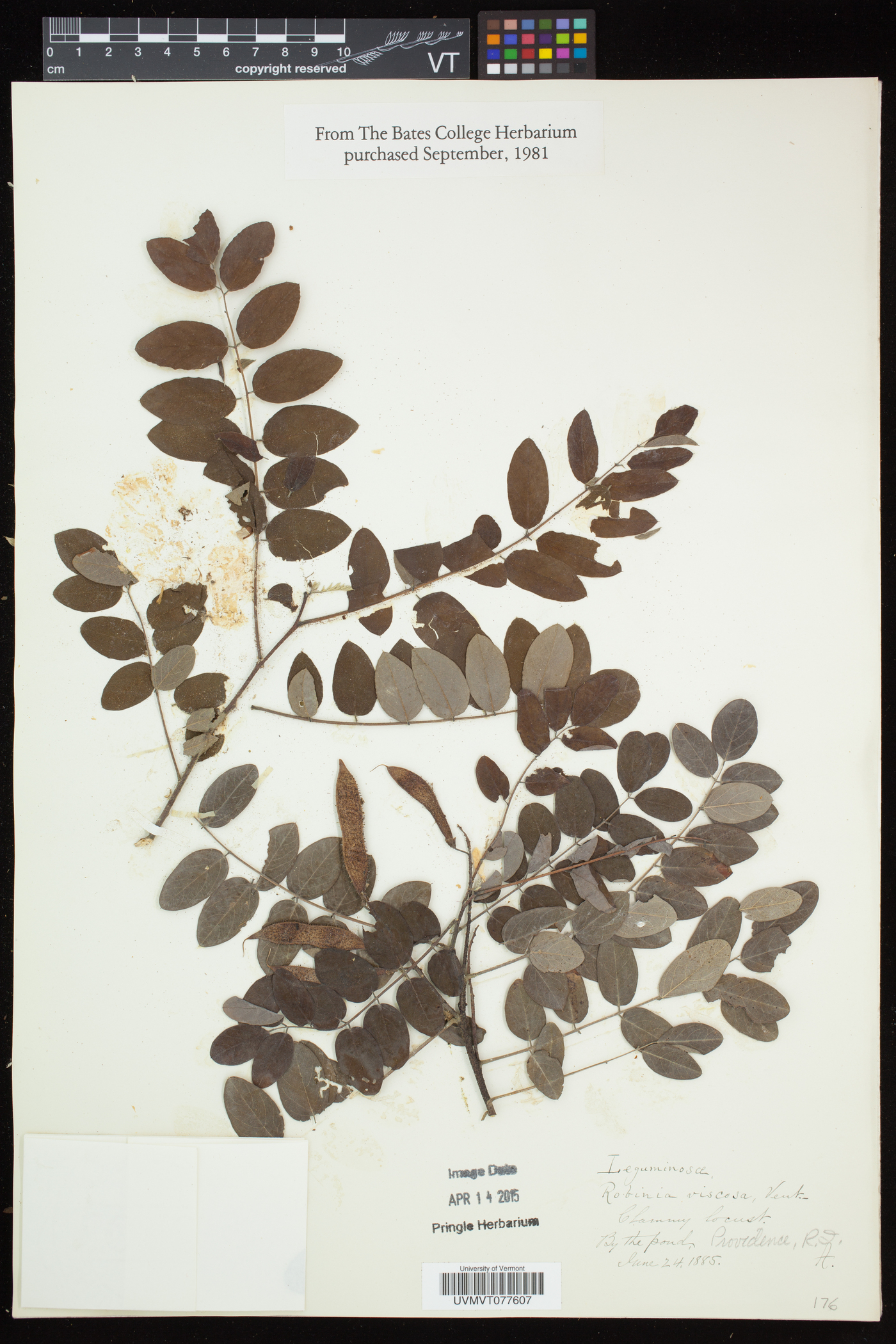 Robinia viscosa var. viscosa image