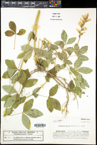 Thermopsis mollis image