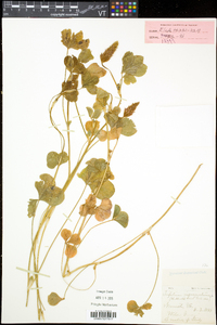 Trifolium incarnatum image