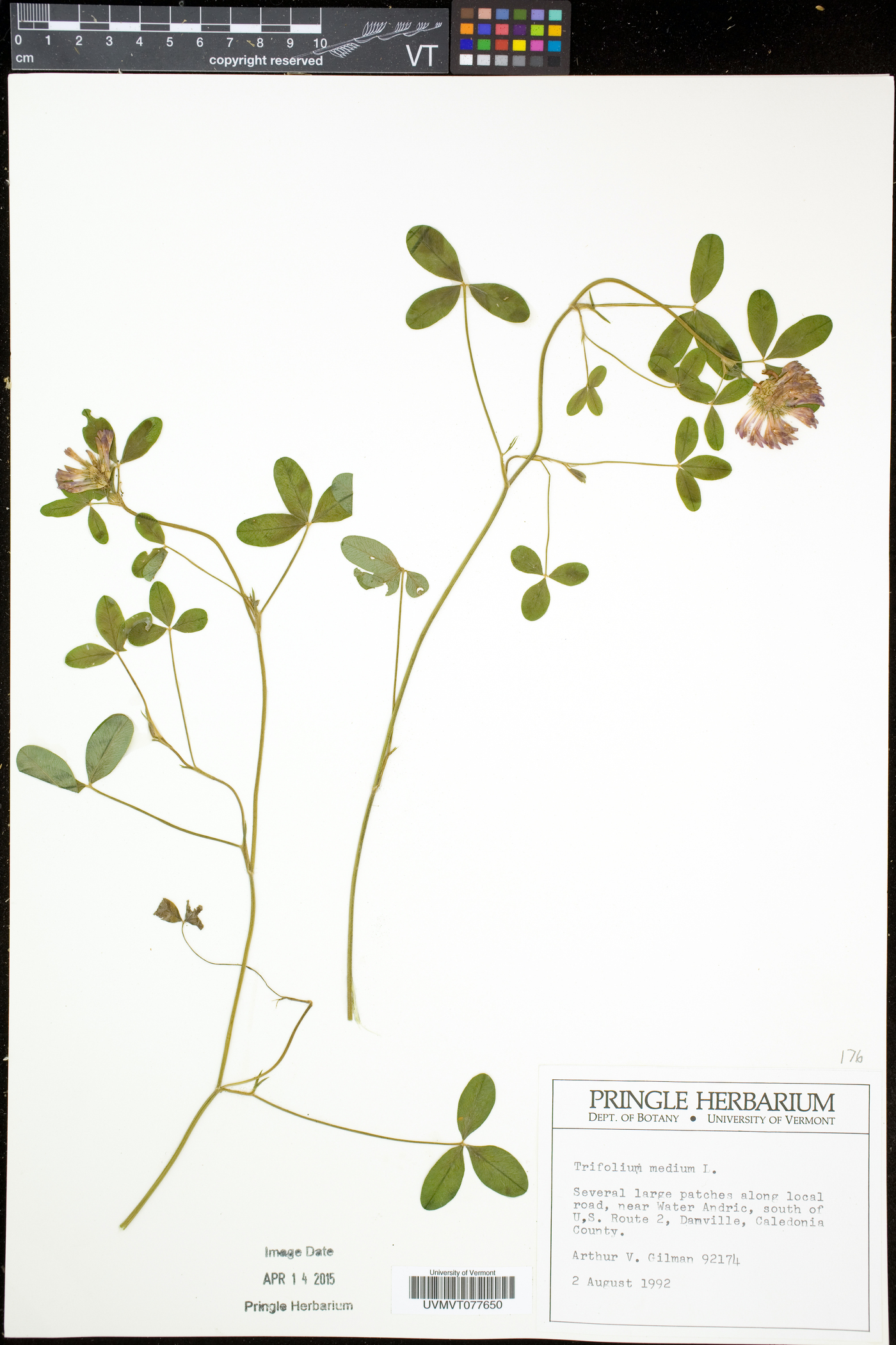Trifolium medium image
