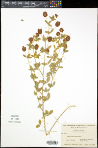 Trifolium aureum image