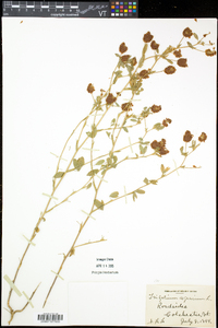 Trifolium aureum image