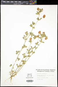 Trifolium aureum image