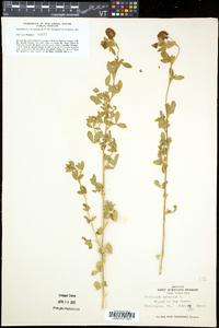 Trifolium aureum image