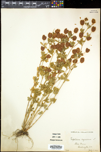 Trifolium aureum image