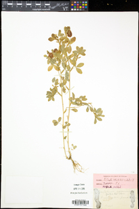 Trifolium aureum image