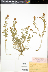 Trifolium aureum image