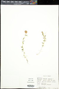 Trifolium aureum image