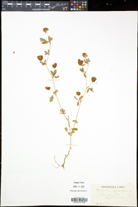 Trifolium aureum image