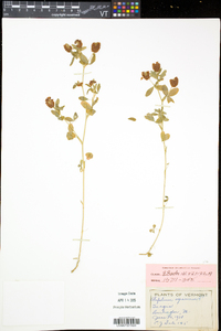 Trifolium aureum image