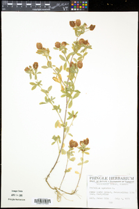 Trifolium aureum image