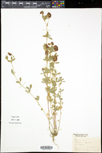 Trifolium aureum image