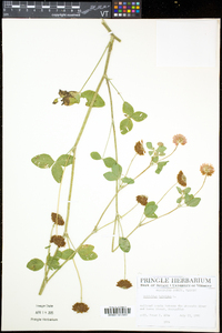 Trifolium hybridum image