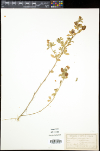 Trifolium aureum image