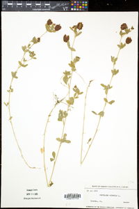 Trifolium aureum image