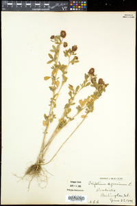 Trifolium aureum image