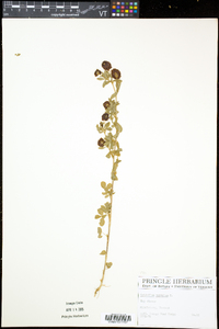 Trifolium aureum image