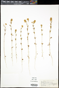 Trifolium arvense image