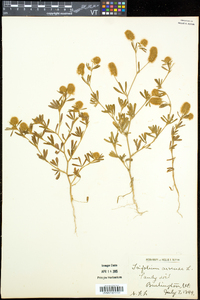 Trifolium arvense image