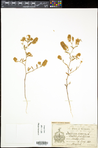 Trifolium arvense image