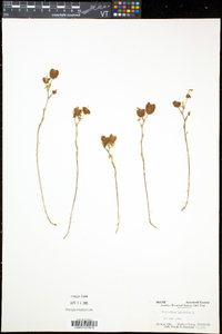 Trifolium aureum image