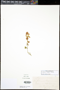 Trifolium aureum image