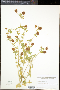 Trifolium aureum image