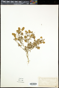 Trifolium arvense image