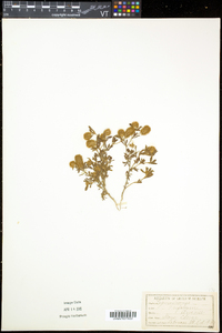 Trifolium arvense image