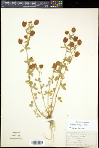 Trifolium aureum image