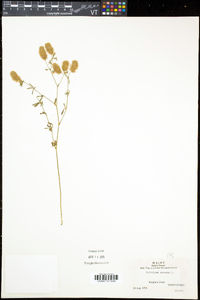 Trifolium arvense image