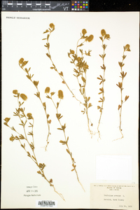 Trifolium arvense image