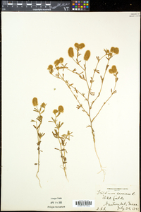 Trifolium arvense image