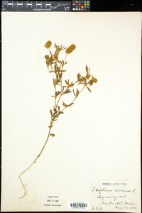 Trifolium arvense image