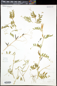 Vicia sativa subsp. nigra image