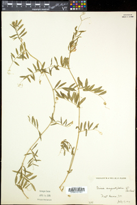 Vicia sativa subsp. nigra image